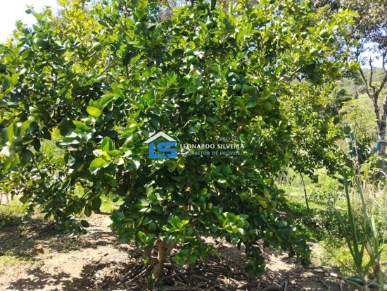 chacara-venda-mateus-leme-1650-m&sup2;-1079299