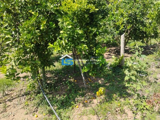 chacara-venda-mateus-leme-1650-m&sup2;-1079312