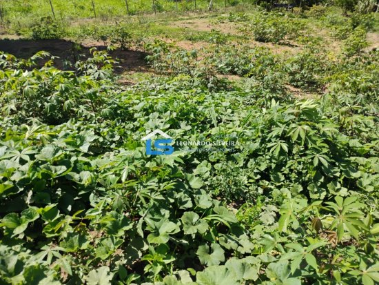 chacara-venda-mateus-leme-1650-m&sup2;-1079305