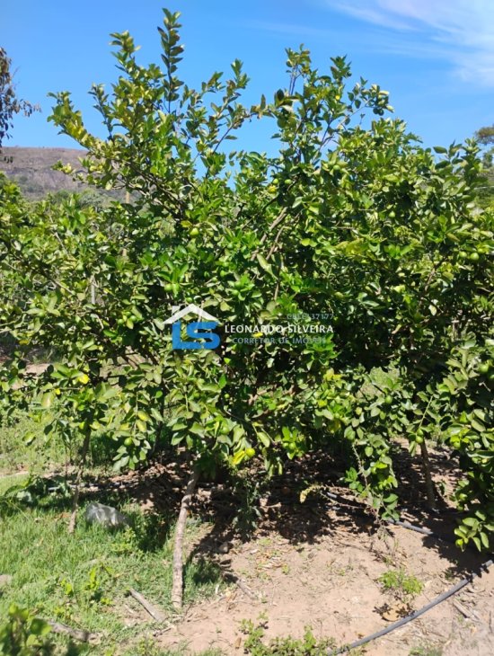 chacara-venda-mateus-leme-1650-m&sup2;-1079306