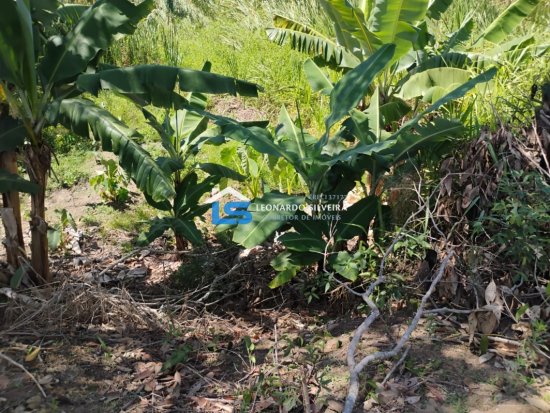 chacara-venda-mateus-leme-1650-m&sup2;-1079307